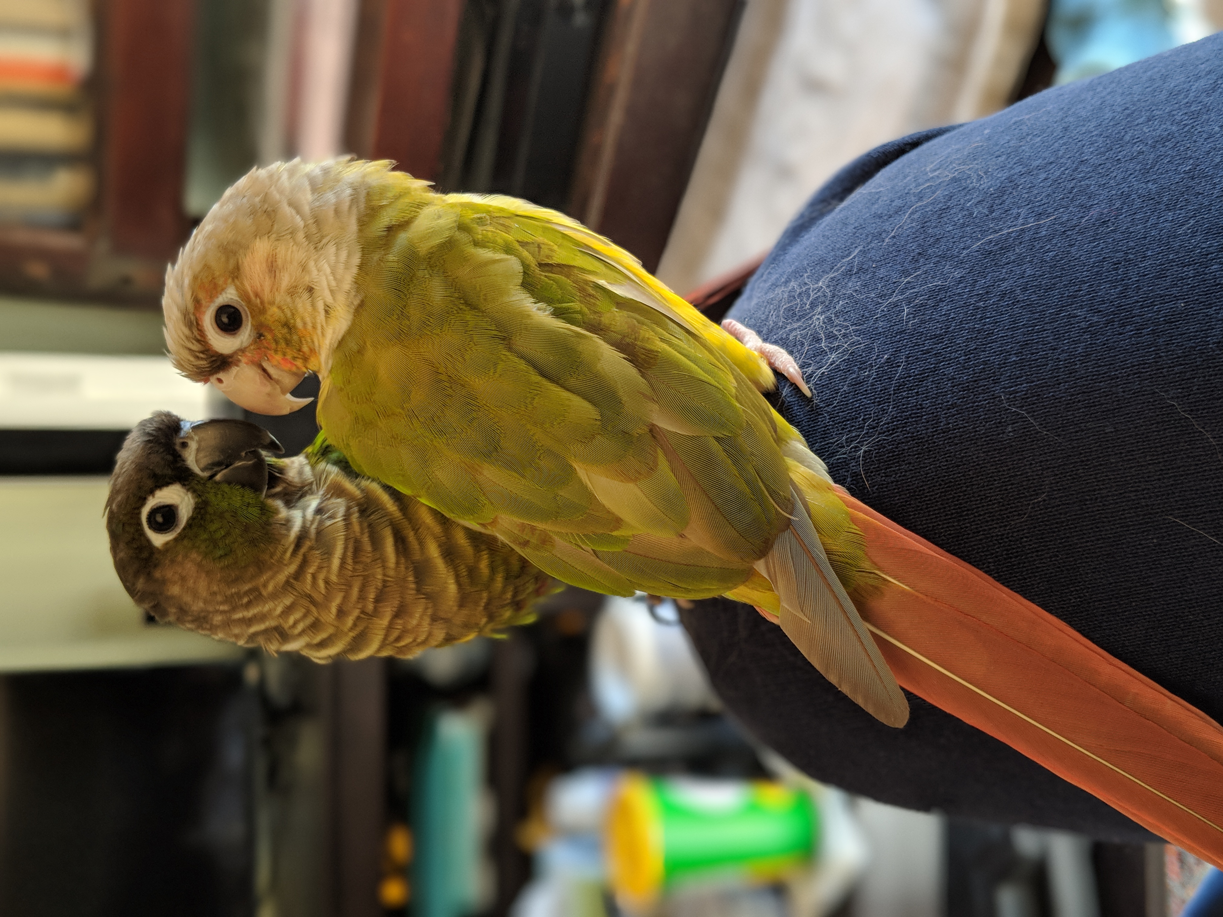 Sherbet and Einstein