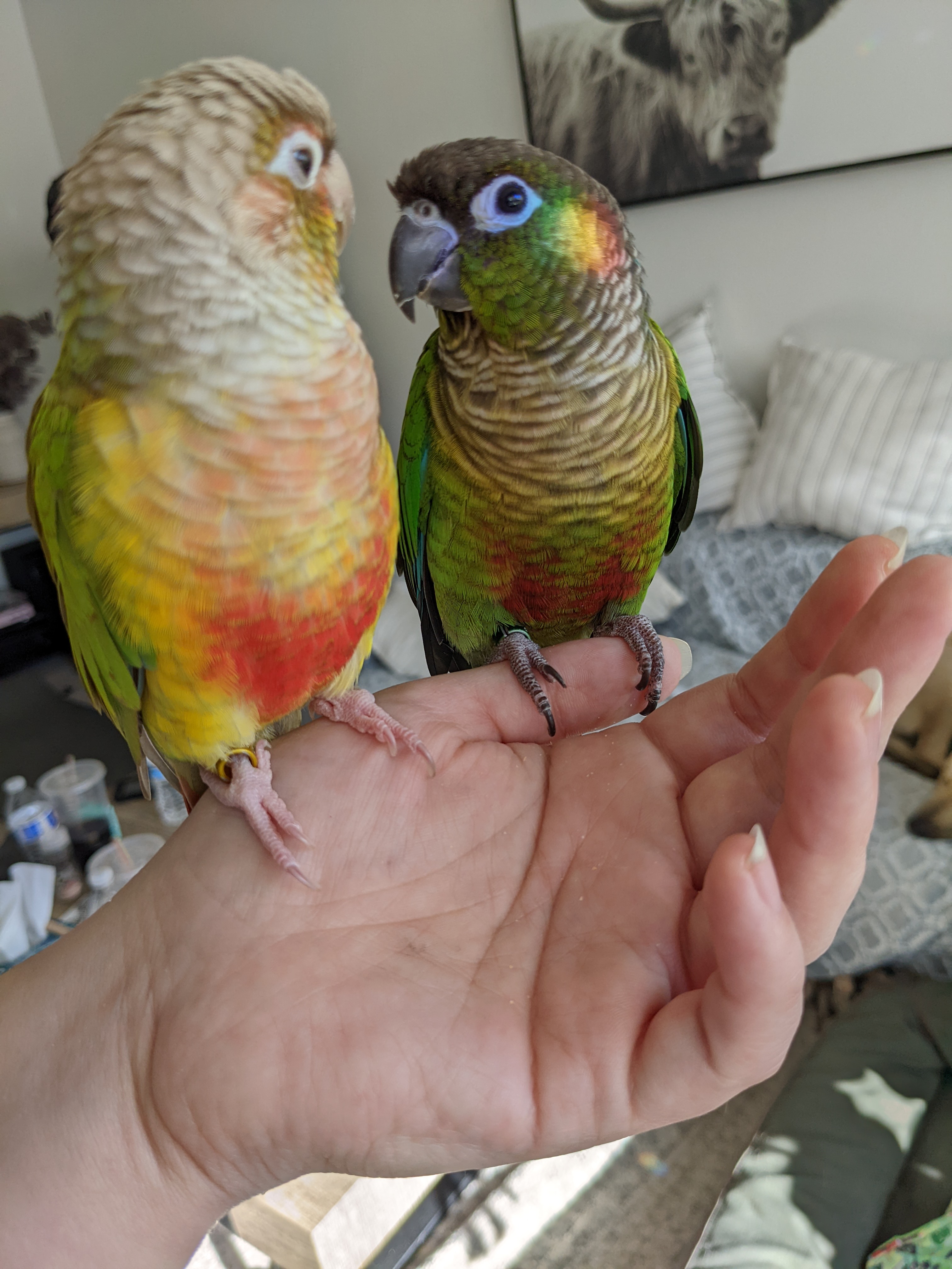 Sherbet the conure