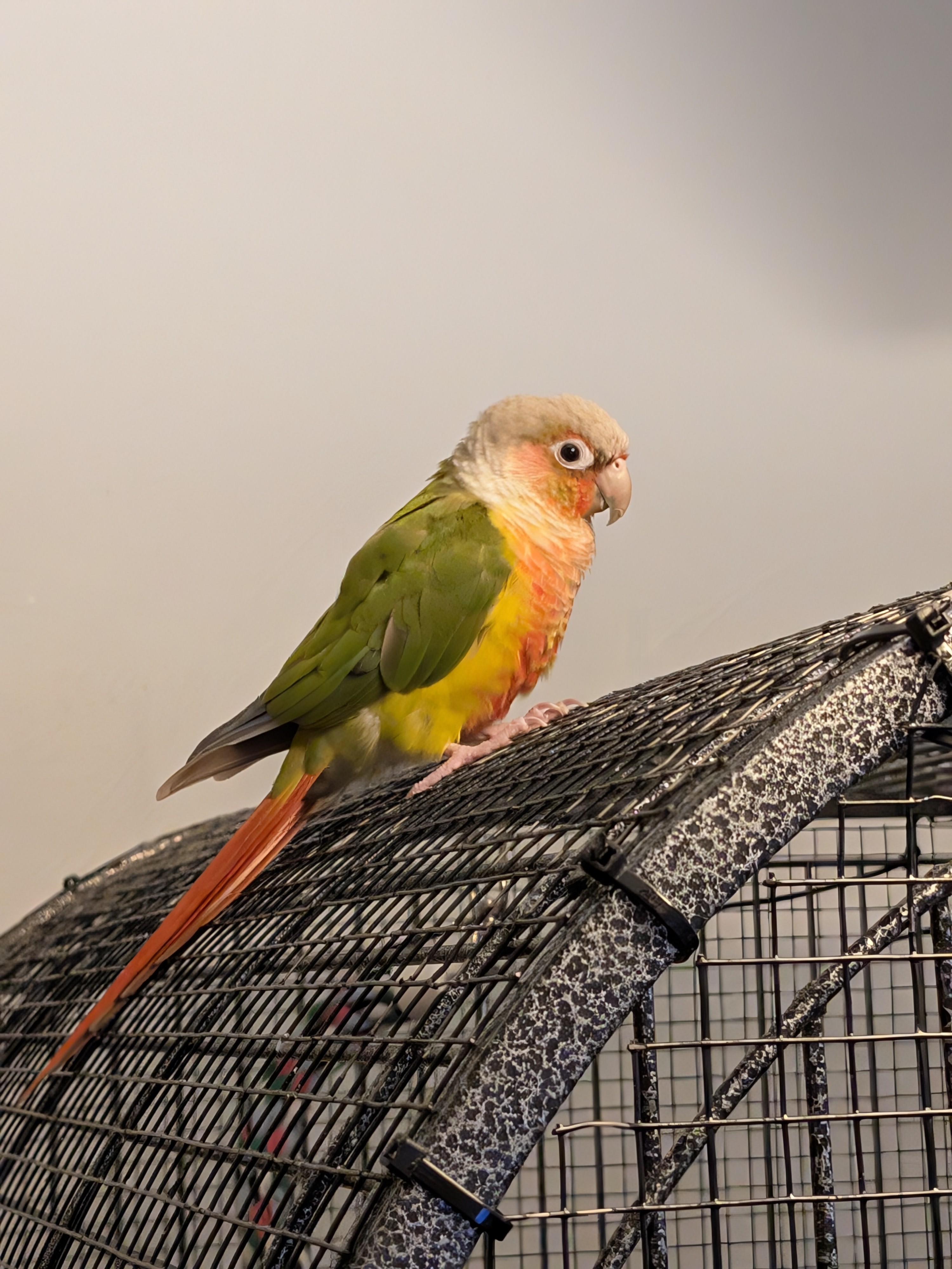 Cherrie the conure