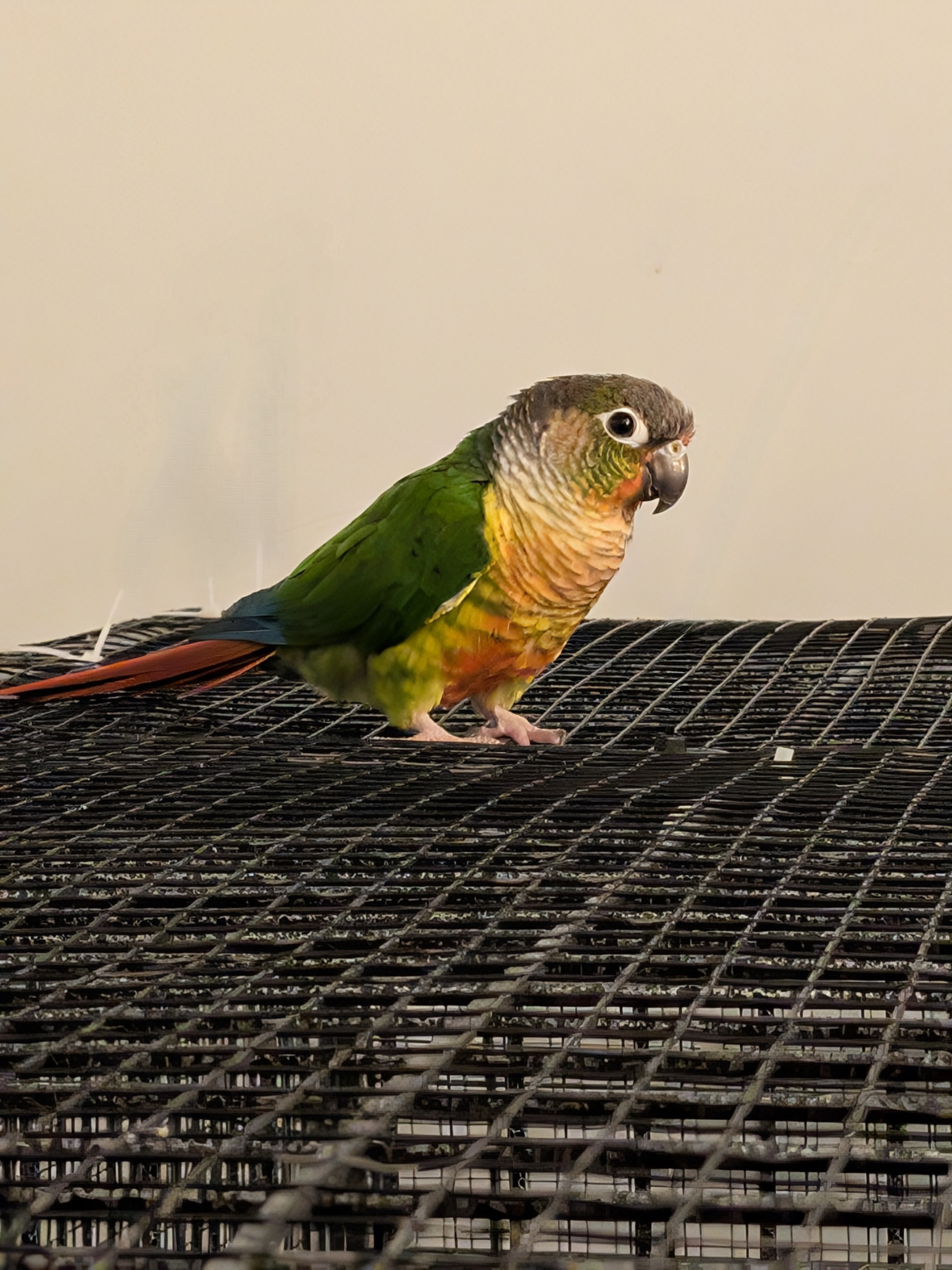 Sunny the conure