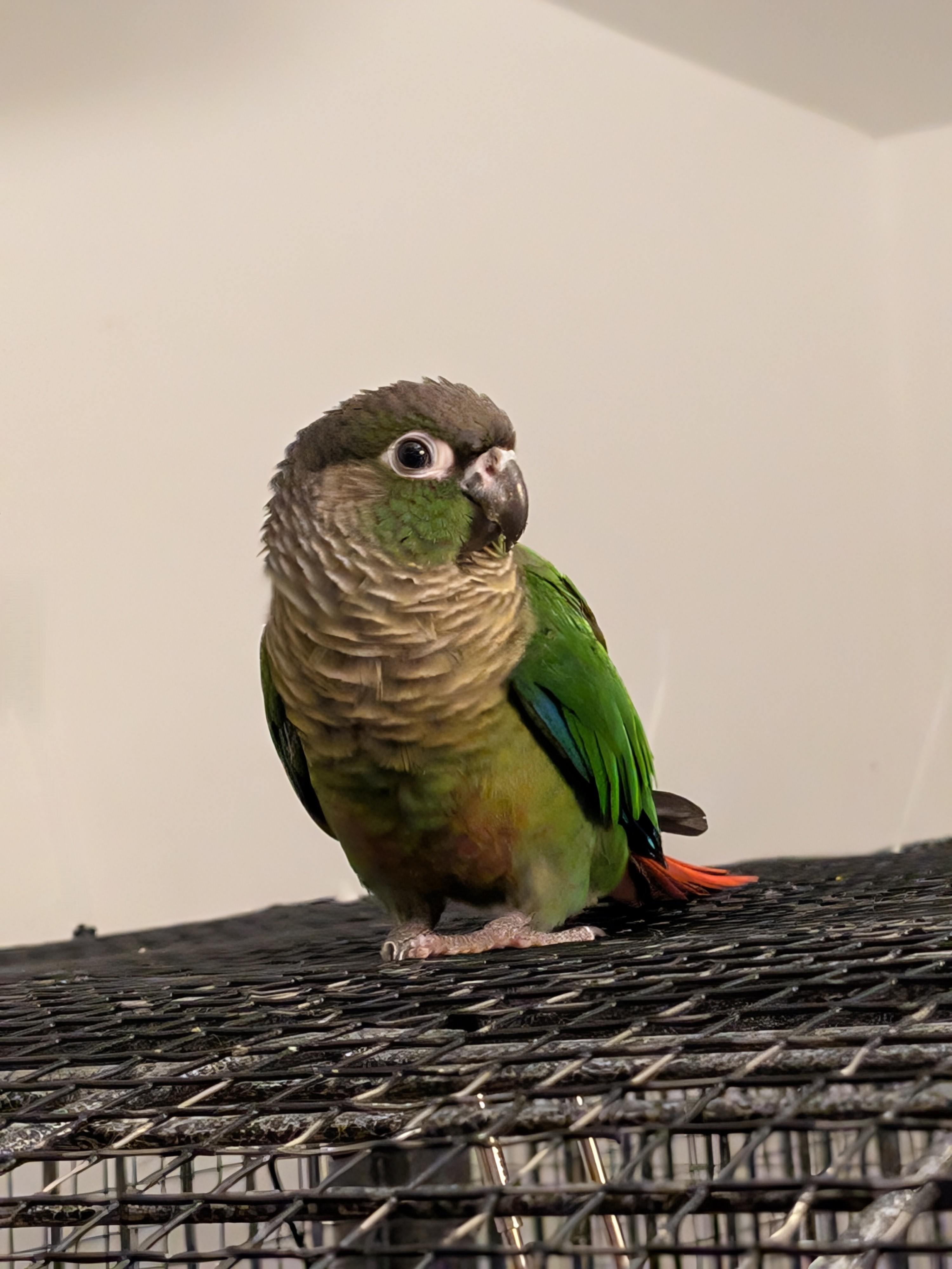 Baby the conure